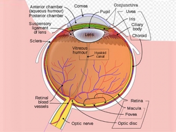 Evaluation and Management of Sports-Related Eye Injuries Evaluation and Management of Sports-Related Eye Injuries